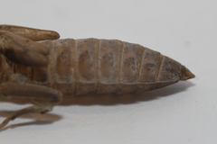 Hylogomphus adelphus