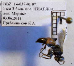 Tachysphex fulvitarsis