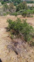 Colliguaja odorifera