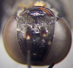 Tachysphex fulvitarsis