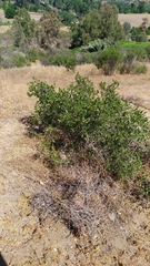 Colliguaja odorifera