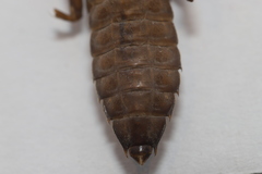 Hylogomphus adelphus