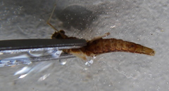 Serratella serratoides