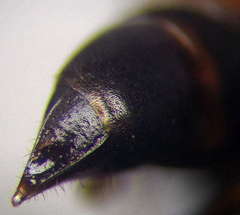 Tachysphex fulvitarsis