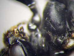 Tachysphex fulvitarsis