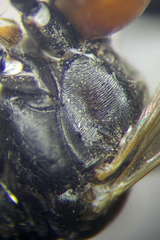 Tachysphex fulvitarsis