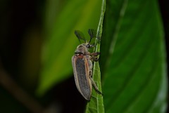 Polytomus marginatus