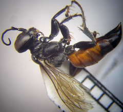 Tachysphex fulvitarsis