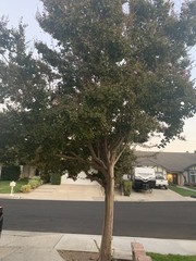 Lagerstroemia speciosa
