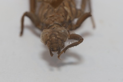 Hylogomphus adelphus