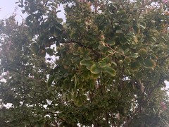 Lagerstroemia speciosa