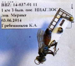 Tachysphex fulvitarsis