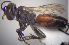 Tachysphex fulvitarsis