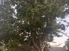 Lagerstroemia speciosa