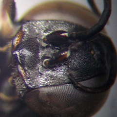 Tachysphex fulvitarsis