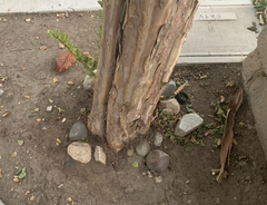 Lagerstroemia speciosa