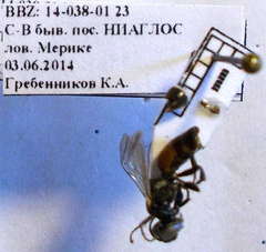 Tachysphex fulvitarsis