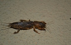 Neocurtilla
