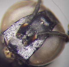 Tachysphex fulvitarsis