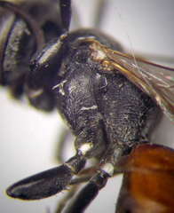 Tachysphex fulvitarsis