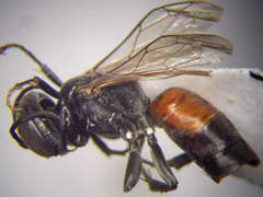 Tachysphex fulvitarsis