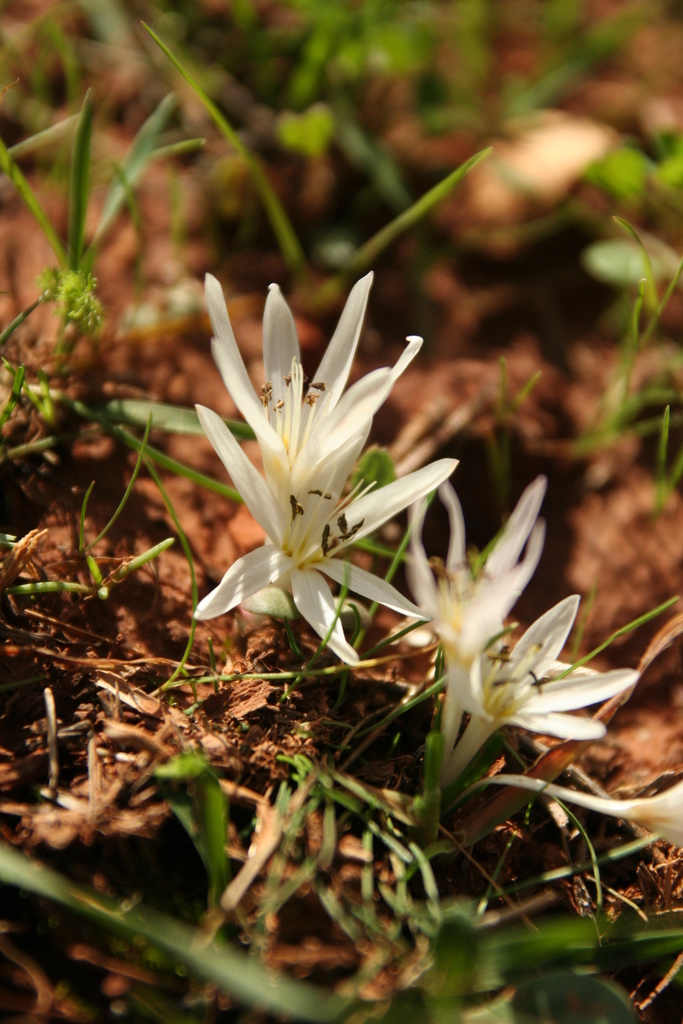 Autumn Crocus (Ontario's Poisonous/Toxic Plants & Animals) · iNaturalist