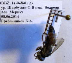 Tachysphex fulvitarsis