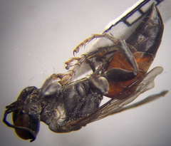 Tachysphex fulvitarsis