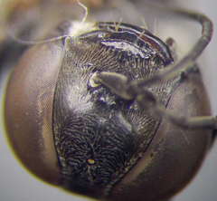 Tachysphex fulvitarsis