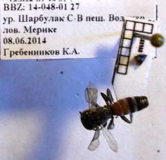 Tachysphex fulvitarsis