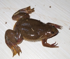 Xenopus borealis