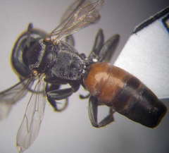 Tachysphex fulvitarsis