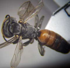 Tachysphex fulvitarsis