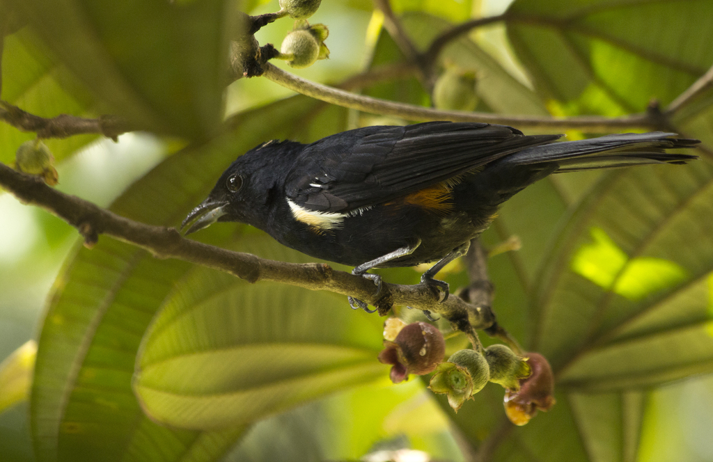 Fulvous-crested Tanager photo
