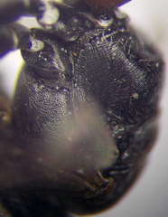 Tachysphex fulvitarsis