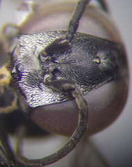 Tachysphex fulvitarsis