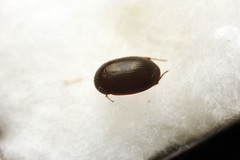 Hydrobius