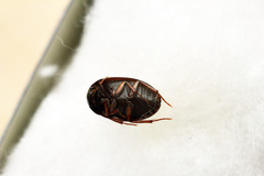 Hydrobius