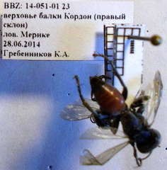 Tachysphex fulvitarsis