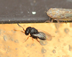 Trissolcus