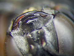 Tachysphex fulvitarsis