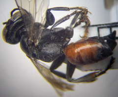 Tachysphex fulvitarsis