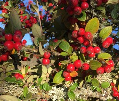 Cotoneaster dielsianus