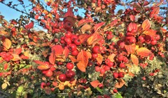 Cotoneaster dielsianus