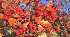 Cotoneaster dielsianus