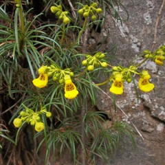 Calceolaria pinifolia
