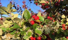 Cotoneaster dielsianus