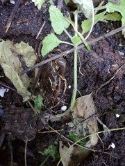 Pseudothelphusa dugesi