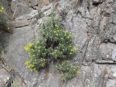Calceolaria pinifolia