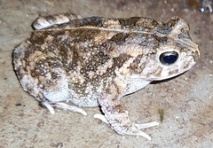 Sclerophrys gutturalis